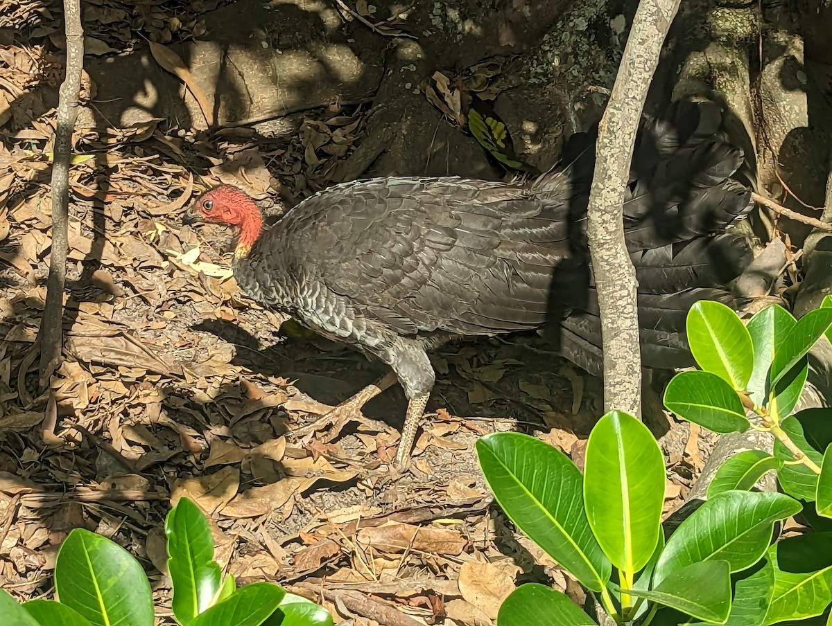 Australian Brushturkey - ML577762581