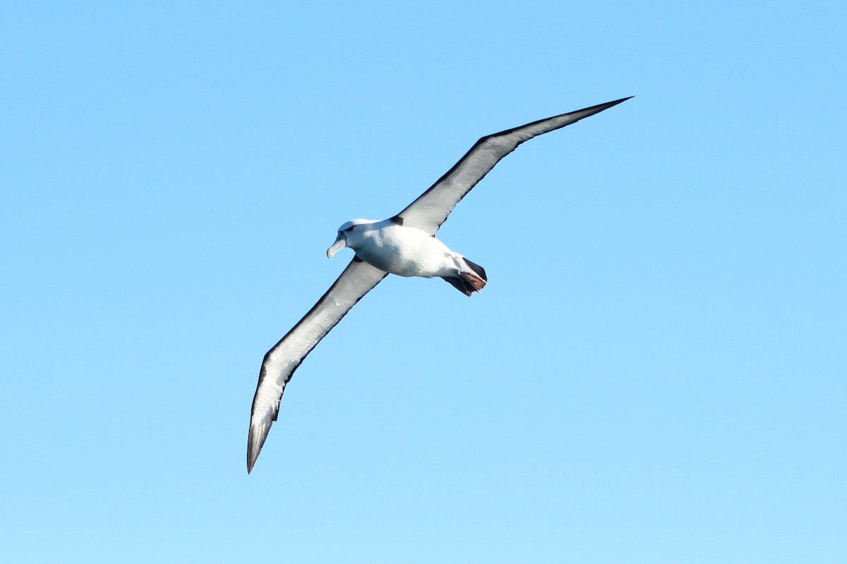 White-capped Albatross - ML577763051