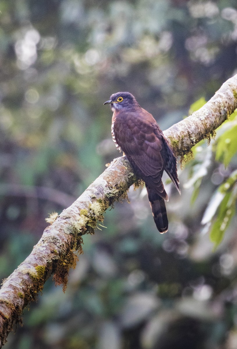 Large Hawk-Cuckoo - Rangana Abeyrathne