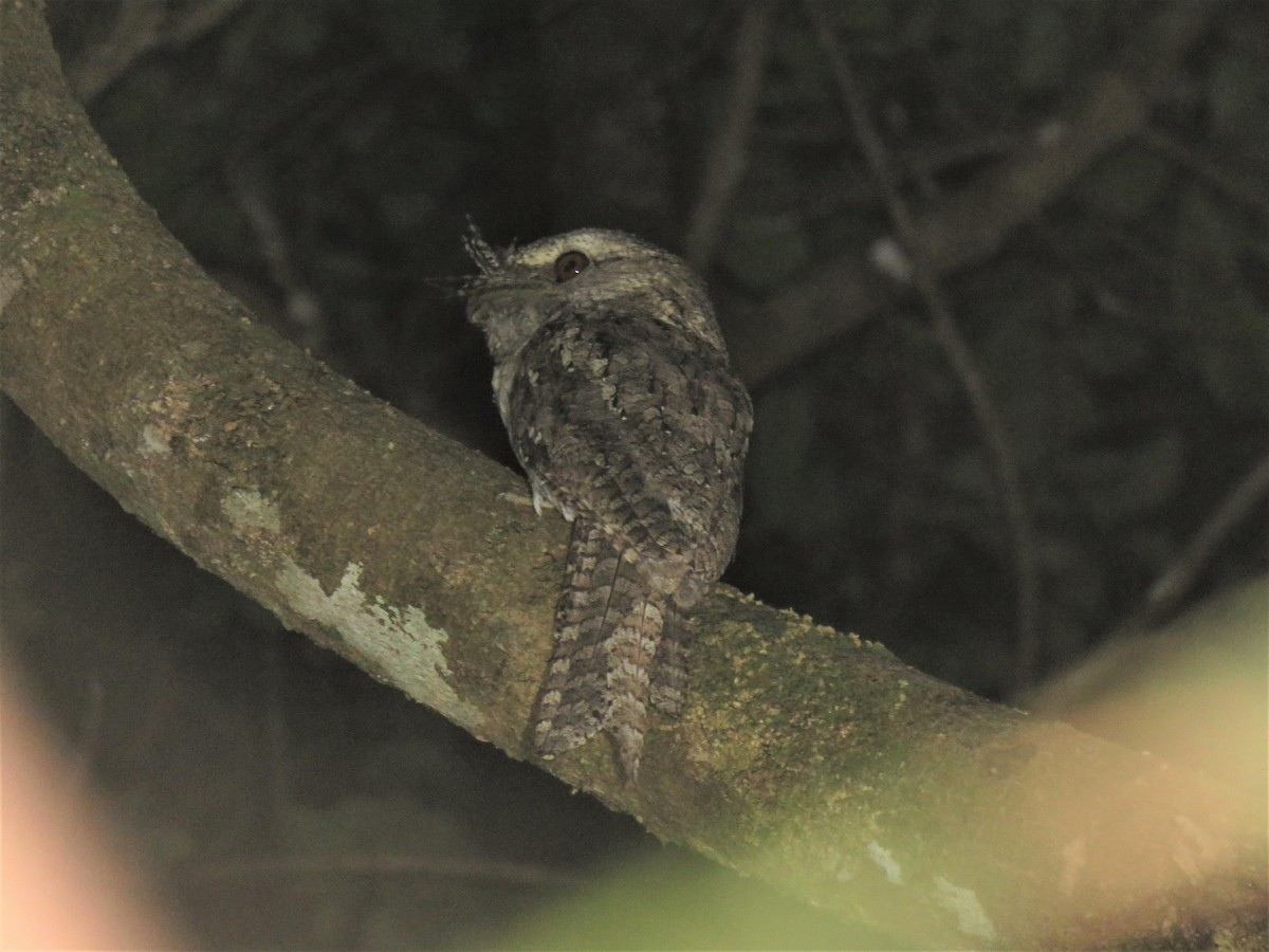 Marbled Frogmouth - ML577763641