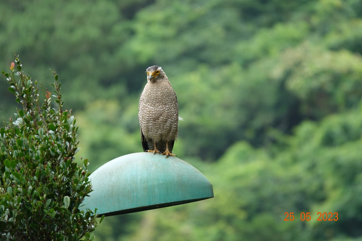 Crested Serpent-Eagle (Ryukyu) - ML577763691