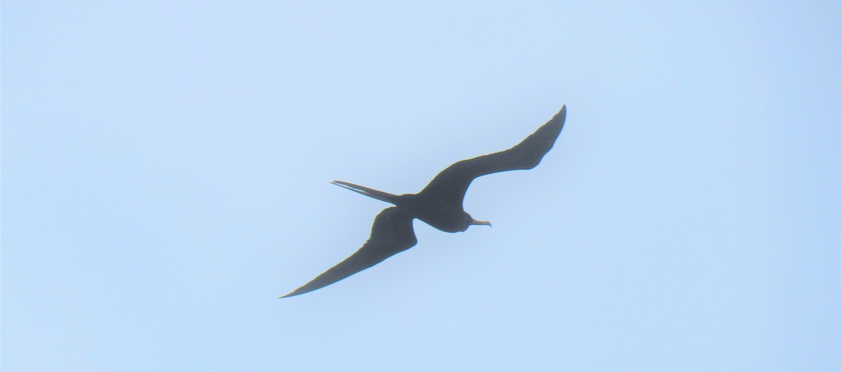 Great Frigatebird - ML577763741