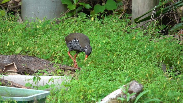 Okinawa Rail - ML577763771