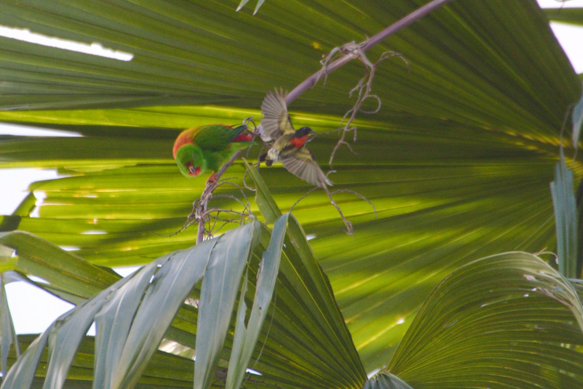 Sula Hanging-Parrot - Hanom Bashari