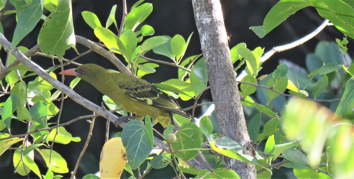 Oropéndola Verdosa - ML577763921