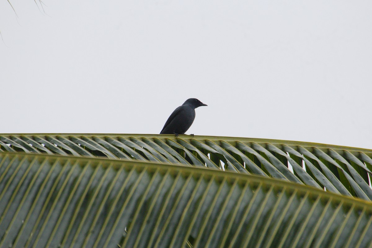 Sula Cicadabird - ML577763971