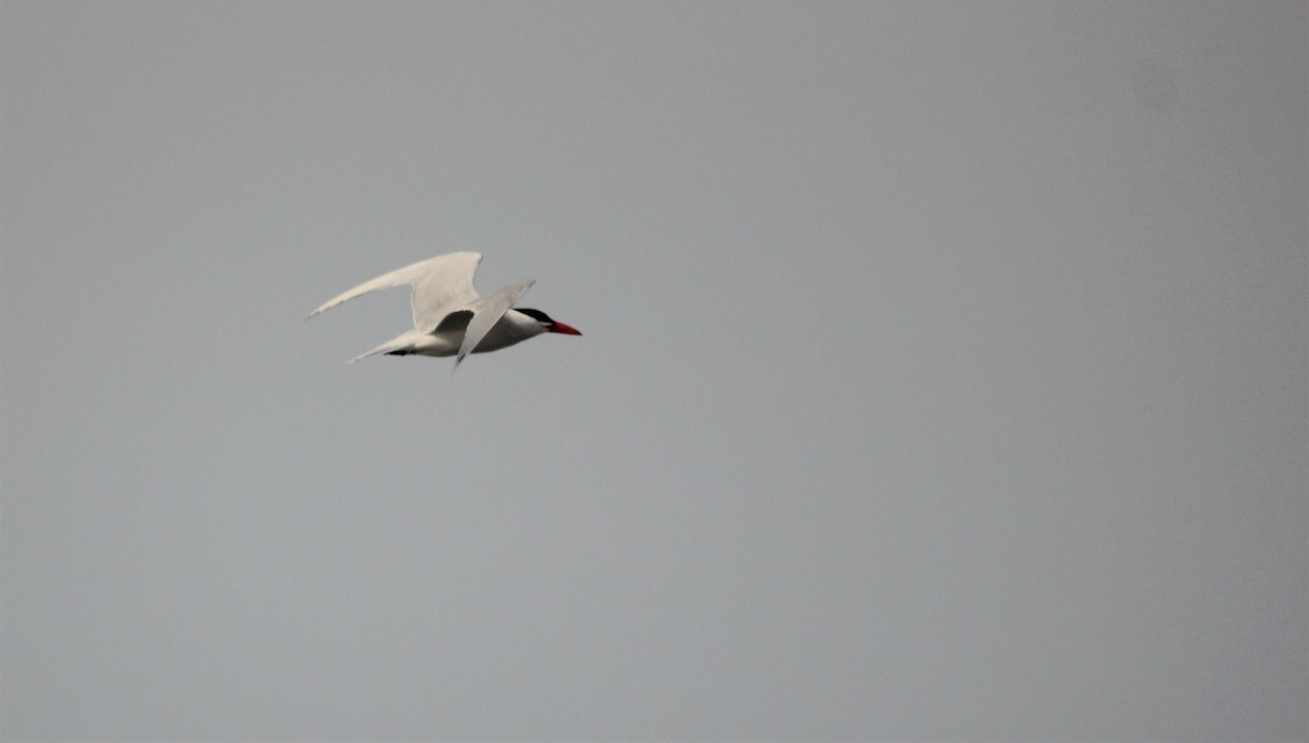 Caspian Tern - ML577764371