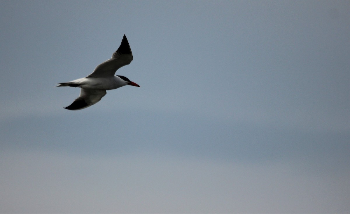 Caspian Tern - ML577764431