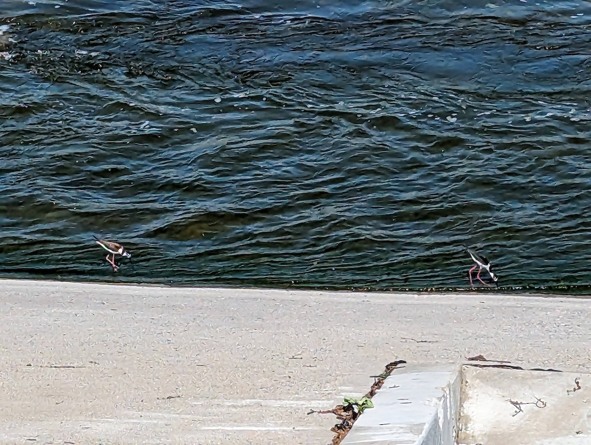 Black-necked Stilt - ML577764701