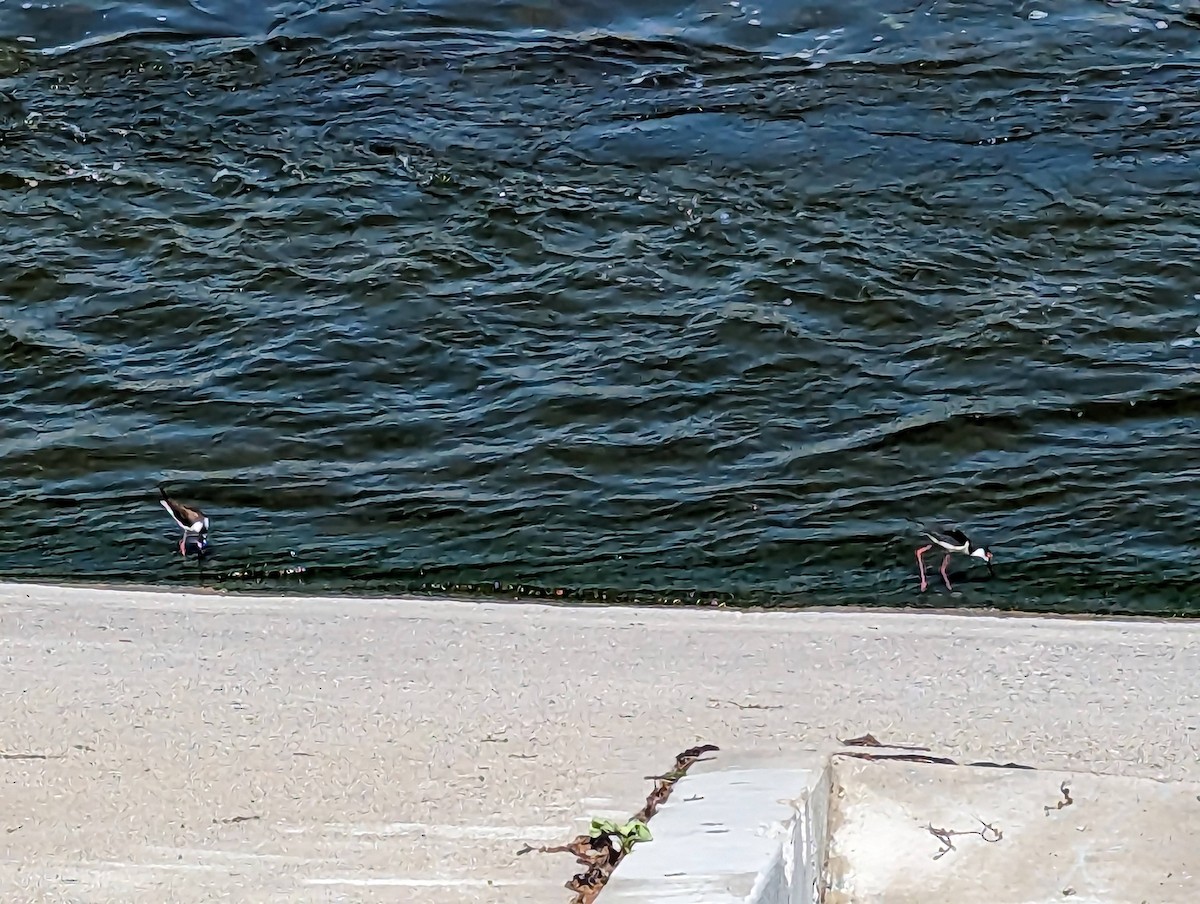 Black-necked Stilt - ML577764711