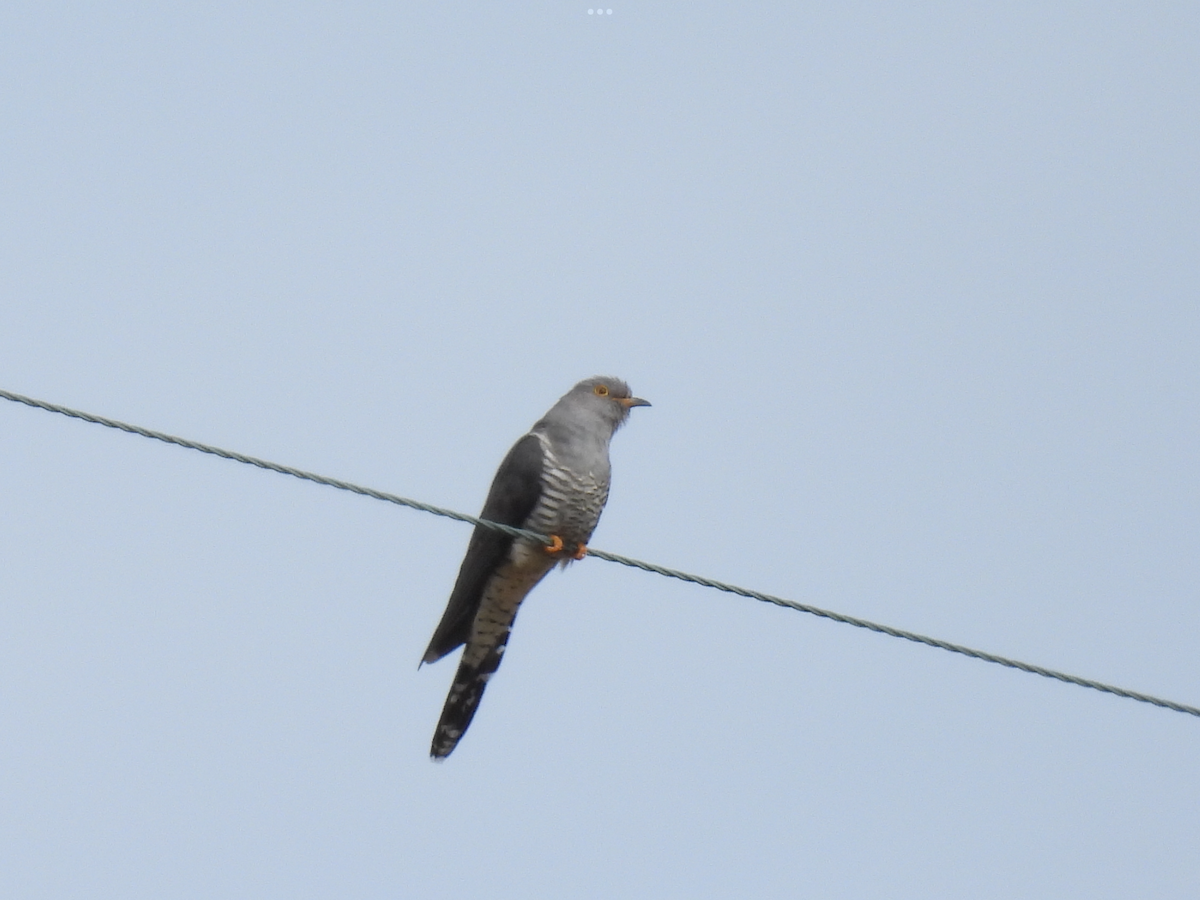 Common Cuckoo - Jared Wilson