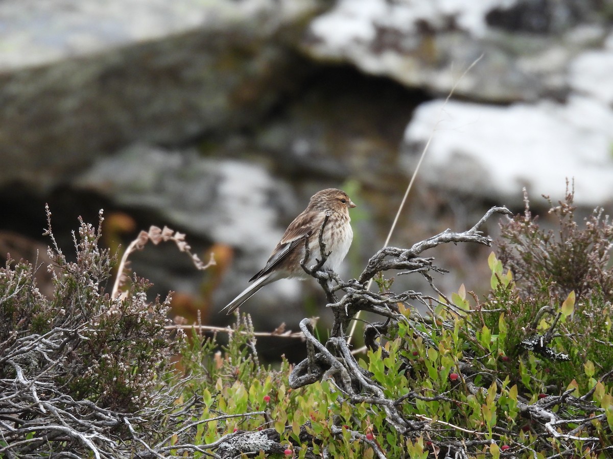 Twite - Jared Wilson