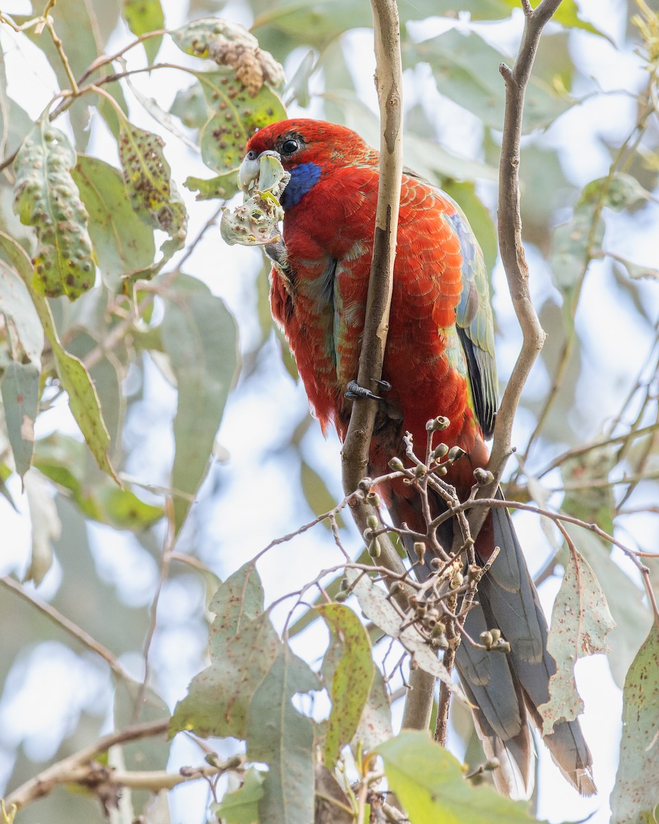 Crimson Rosella - Ben Johns