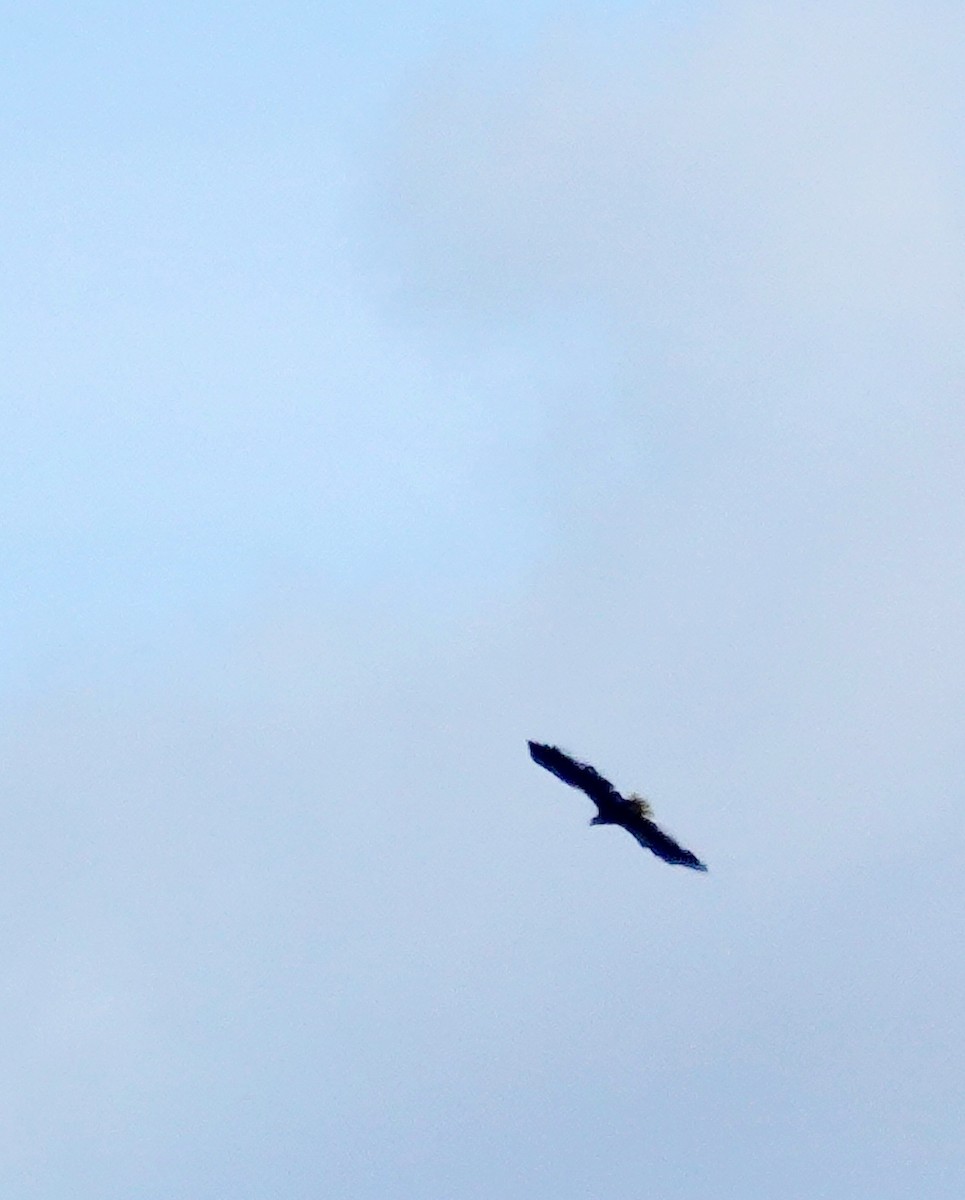 White-tailed Eagle - Kathleen Horn