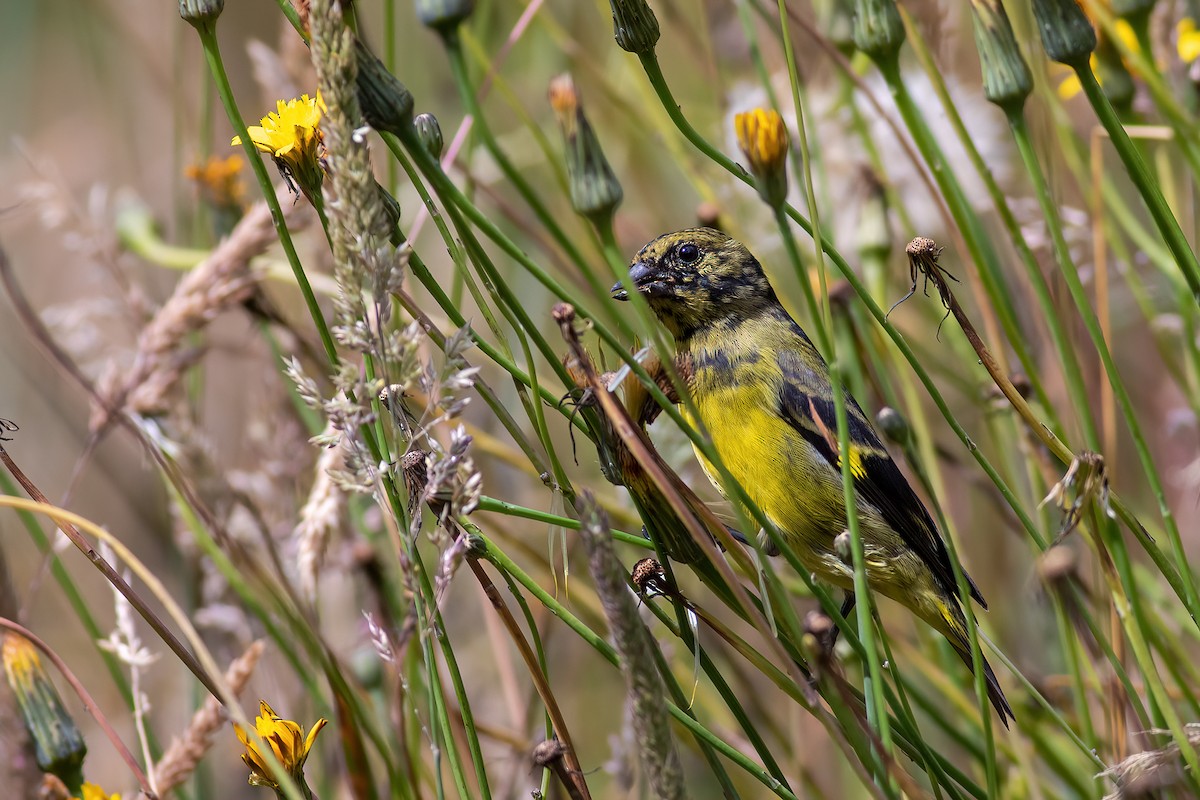 Lesser Goldfinch - ML577768651