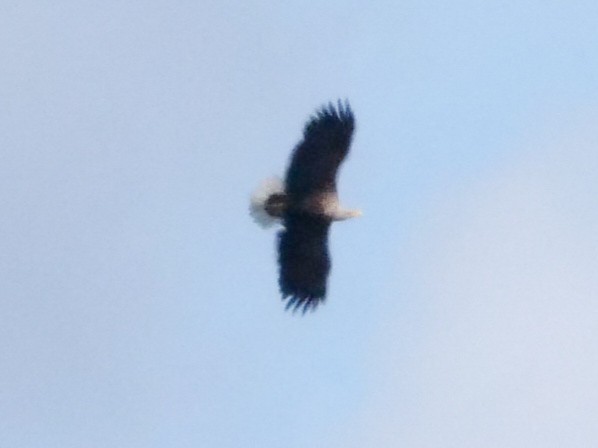 White-tailed Eagle - ML577768991