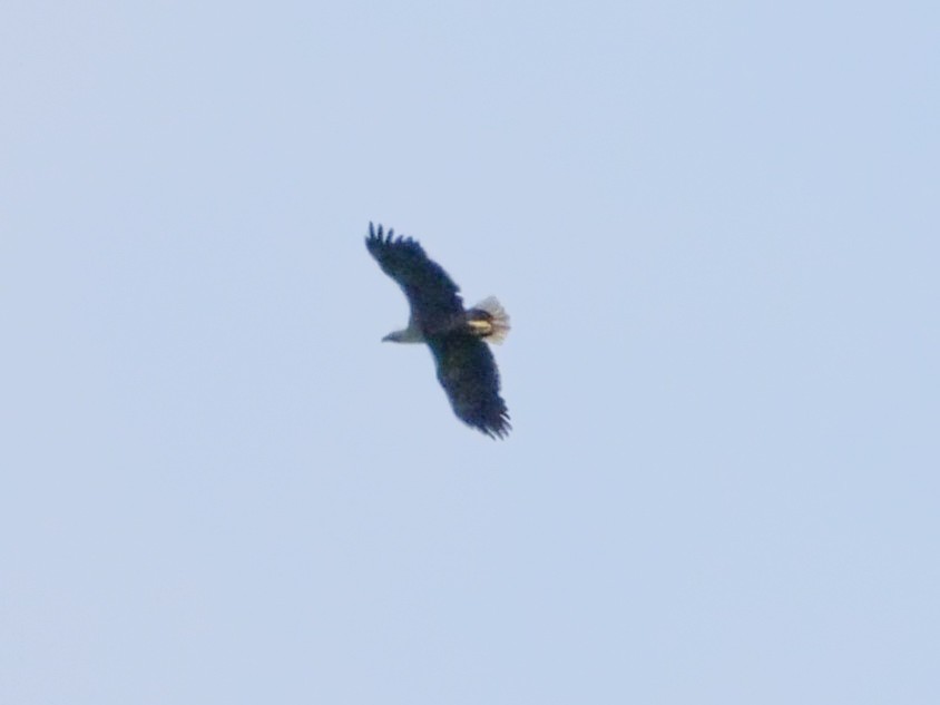 White-tailed Eagle - Roger Horn