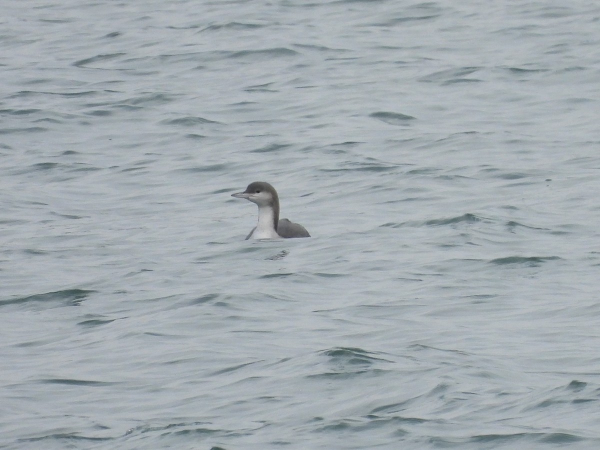 Plongeon arctique - ML577769581