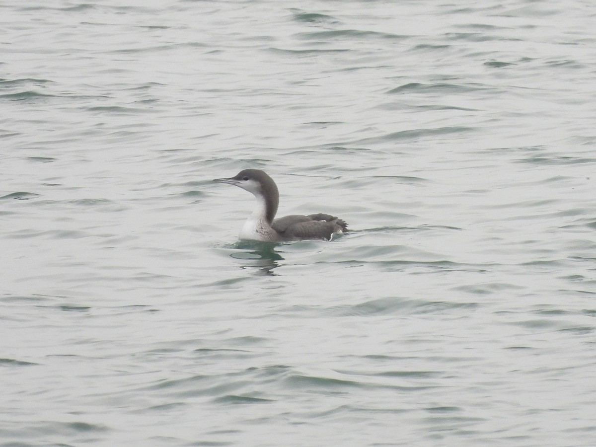 Plongeon arctique - ML577769651