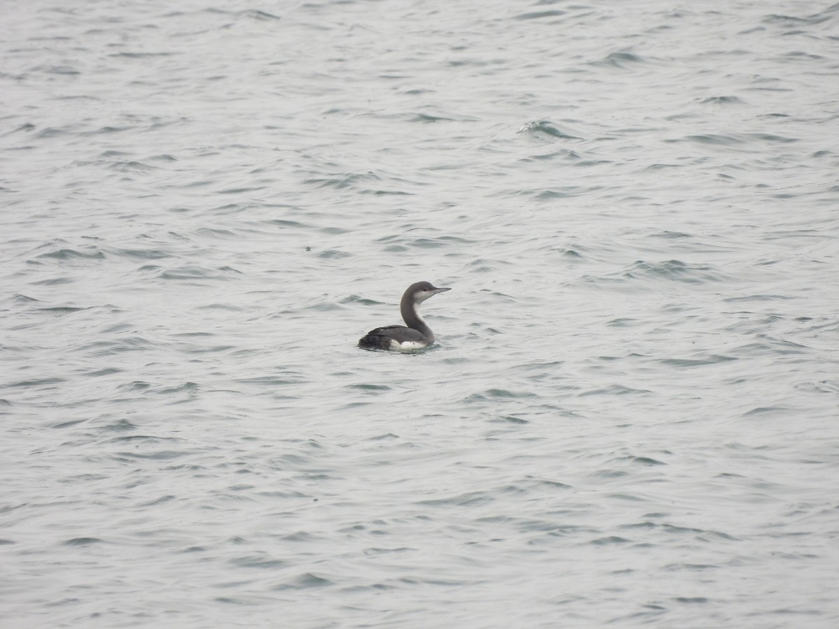 Plongeon arctique - ML577769701