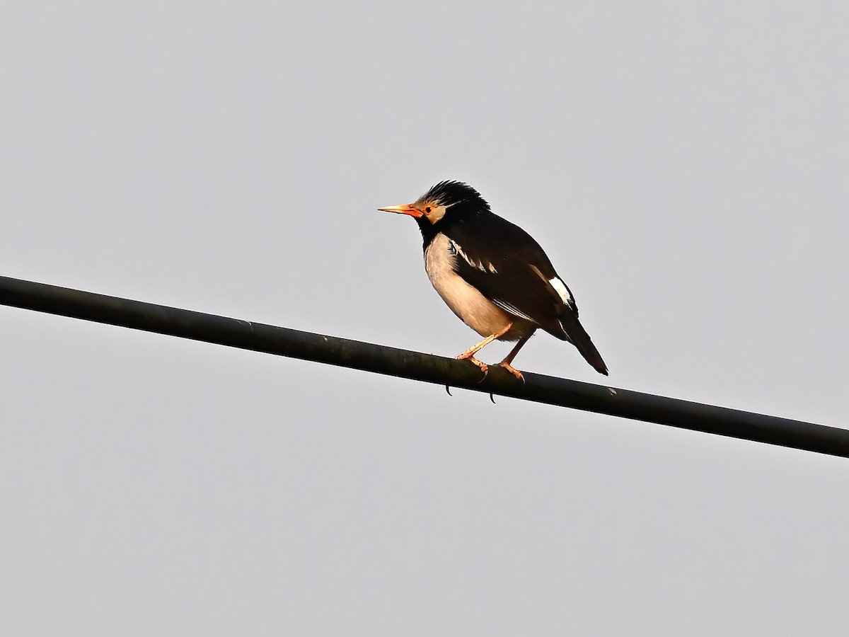 Indian Pied Starling - ML577770551