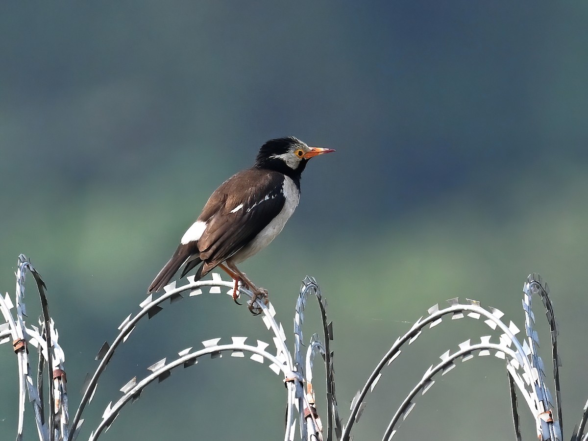 Indian Pied Starling - ML577770571