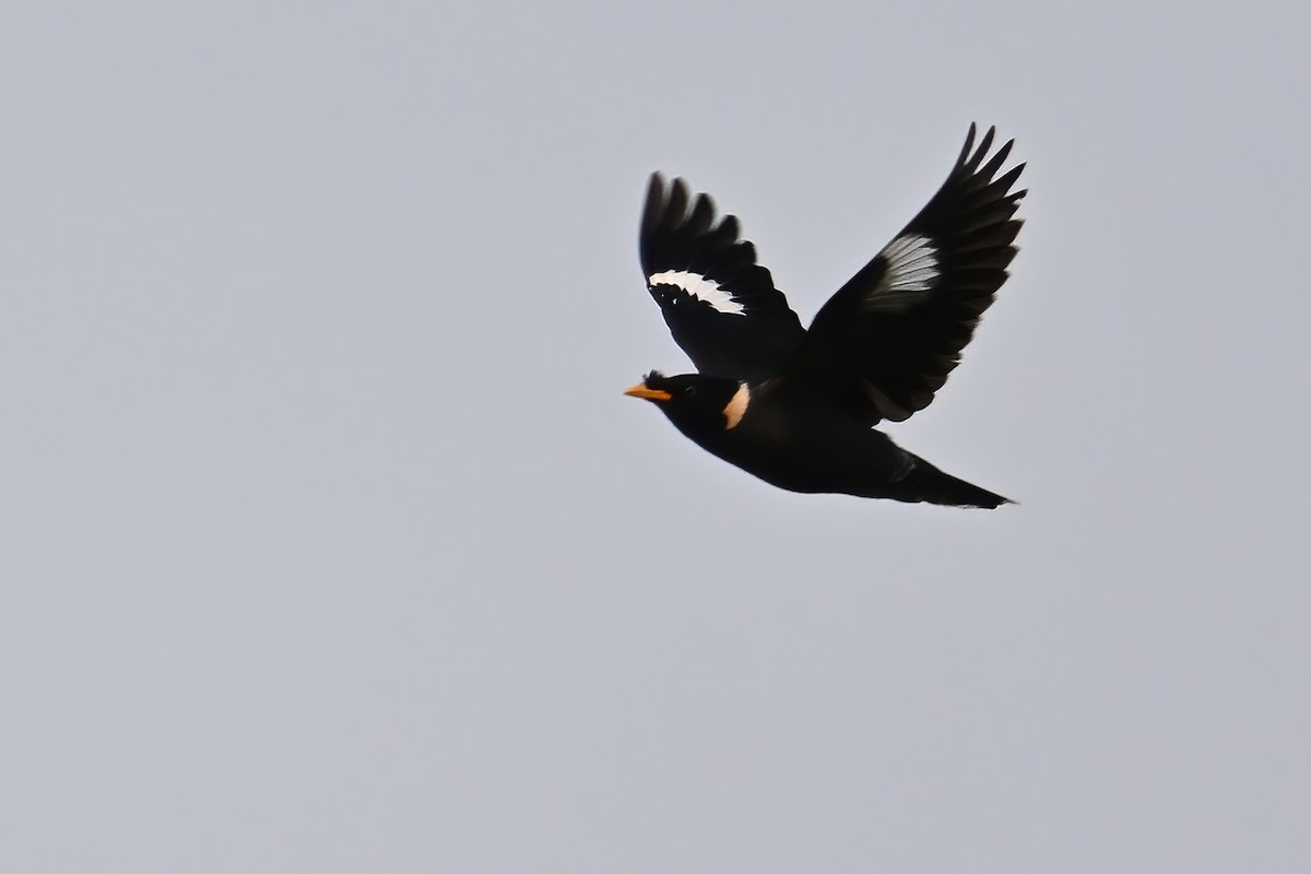 Collared Myna - ML577770691