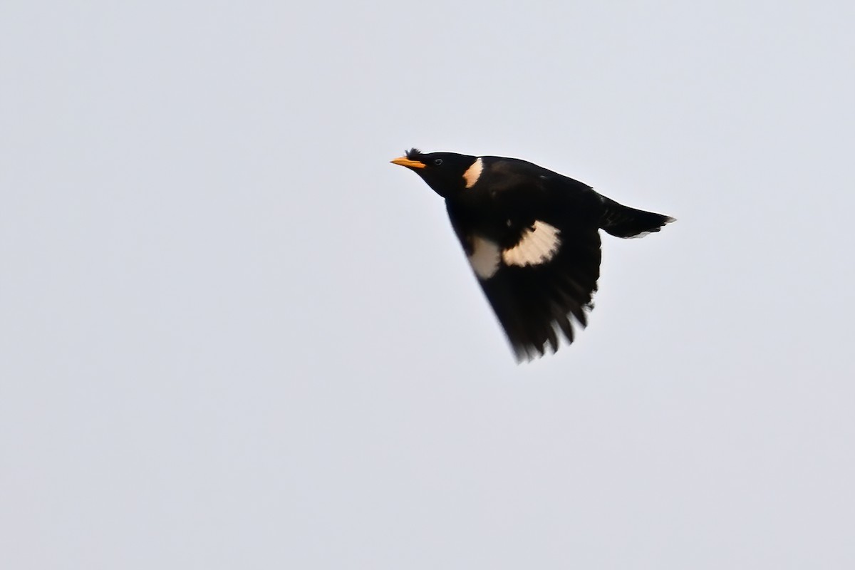 Collared Myna - ML577770701