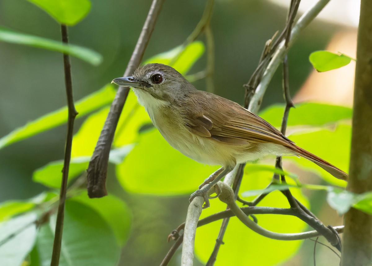 Moustached Babbler - Ayuwat Jearwattanakanok