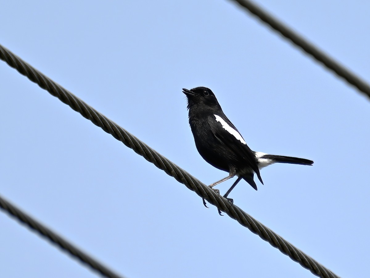 Pied Bushchat - peng su