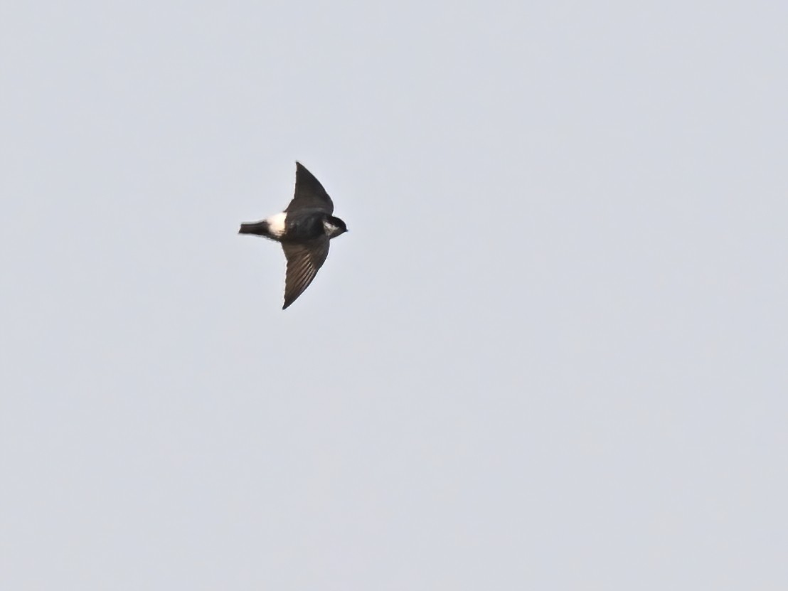 Asian House-Martin - ML577773181