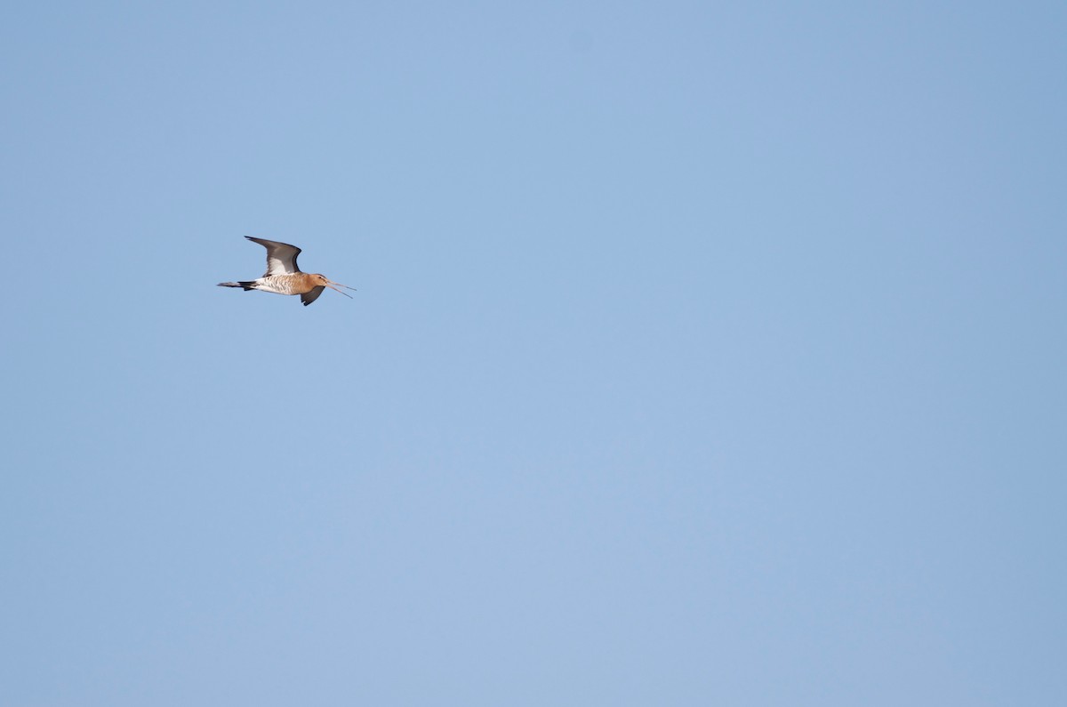 Black-tailed Godwit - ML577773401