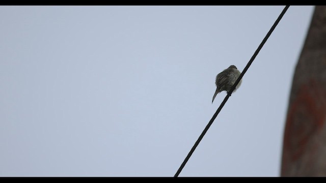 Southern Beardless-Tyrannulet - ML577776741