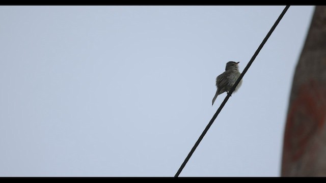 Southern Beardless-Tyrannulet - ML577776761