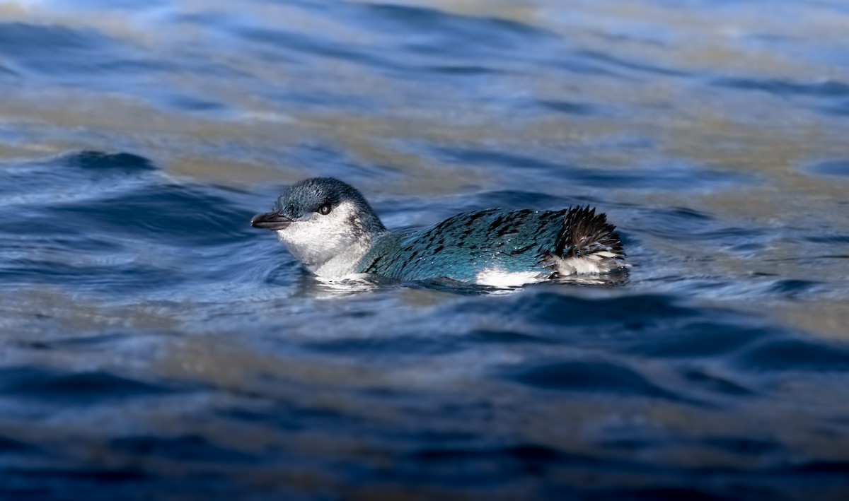 コビトペンギン - ML577777771