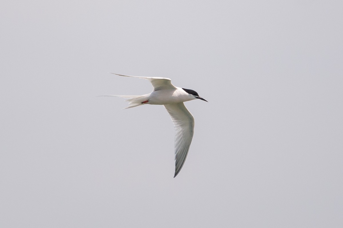 Roseate Tern - Toni Pons