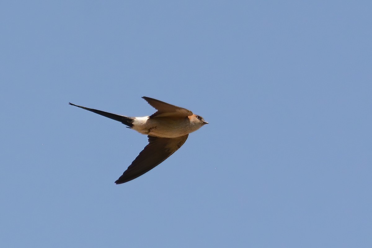 Red-rumped Swallow - ML577778051