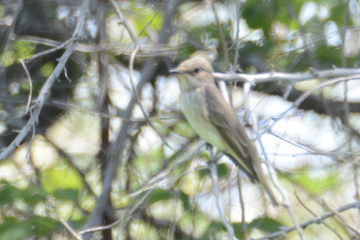 Spotted Flycatcher - ML577778071