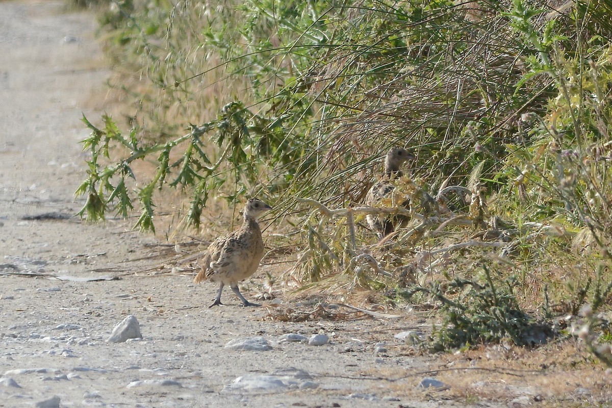 Ring-necked Pheasant - ML577778141