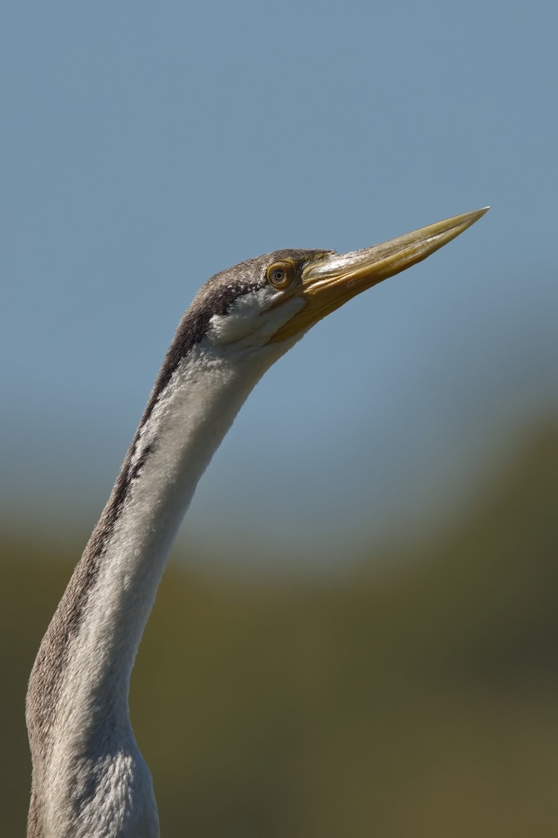 Anhinga d'Australie - ML577778911