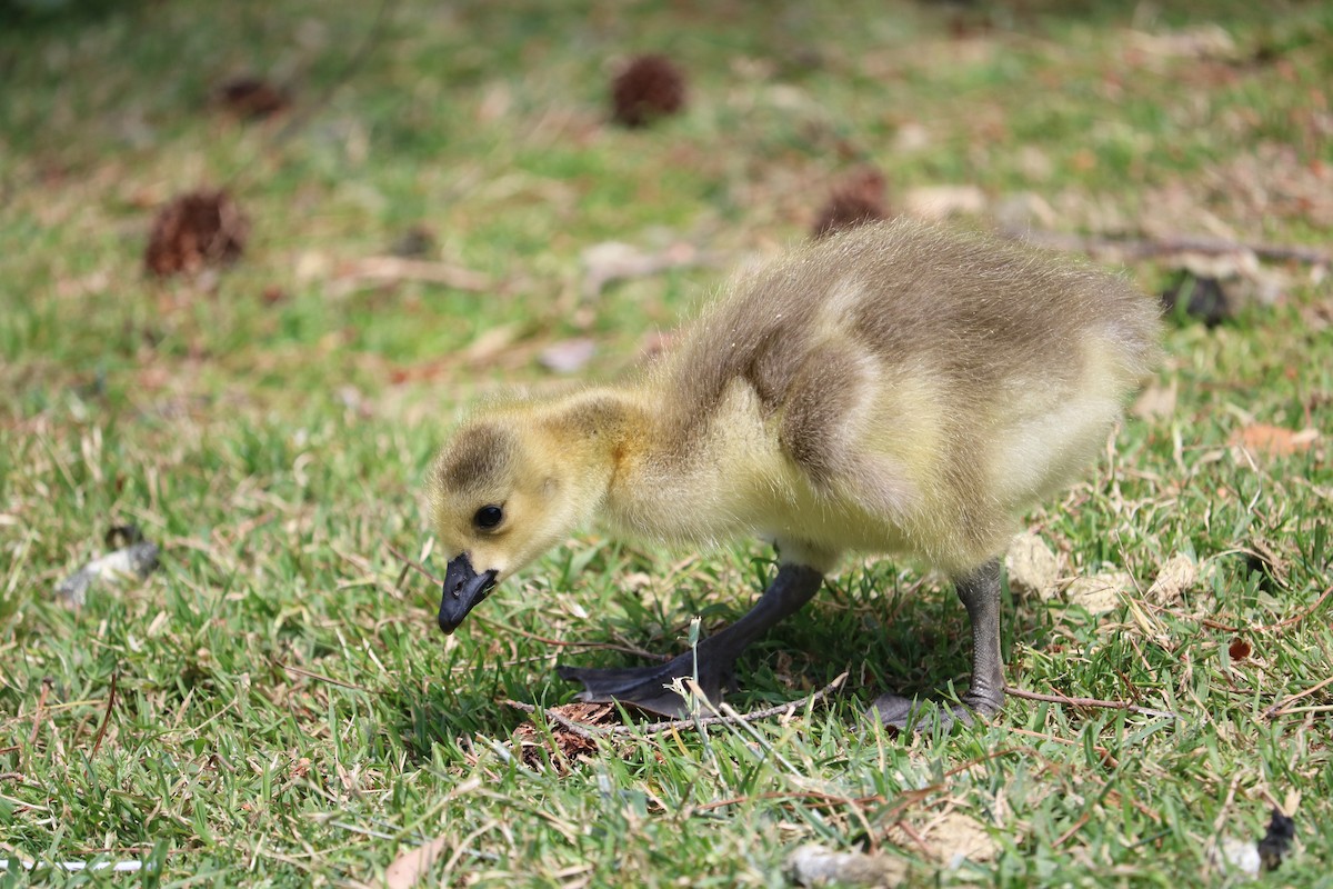 Canada Goose - ML57777921