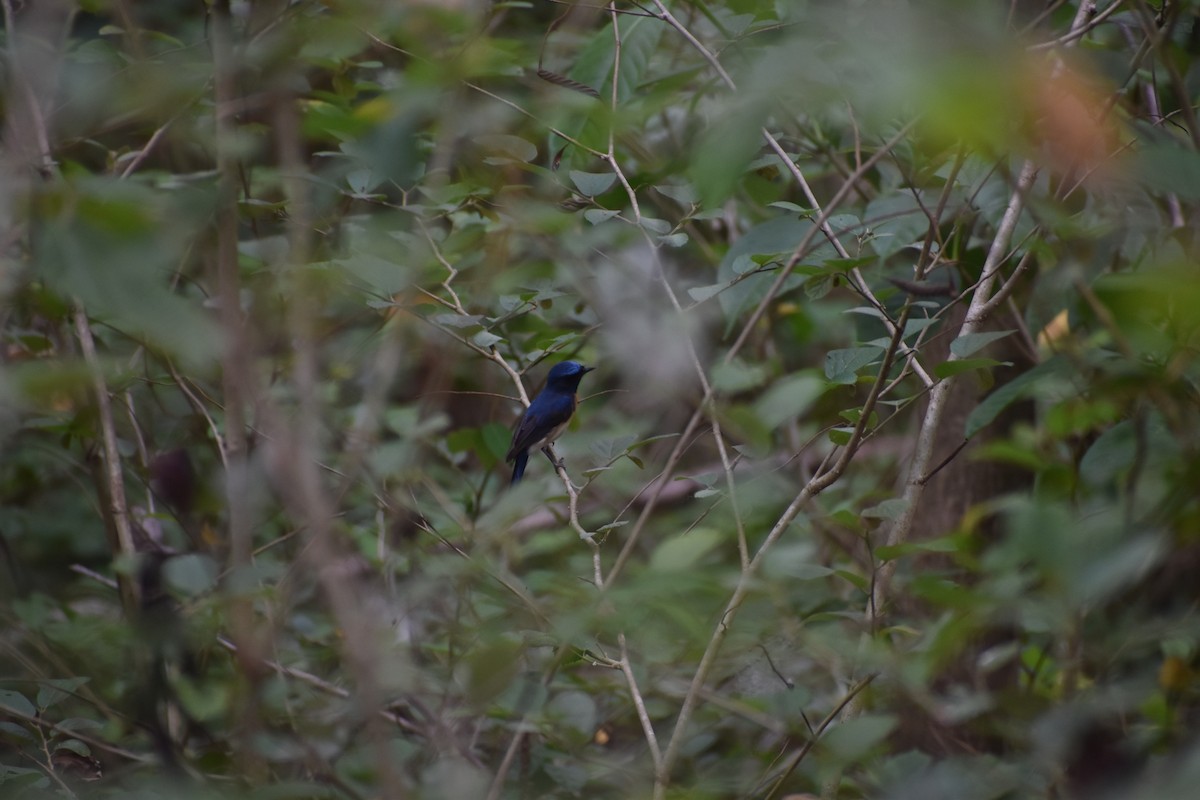 Blue-throated Flycatcher - Arjun Suresh