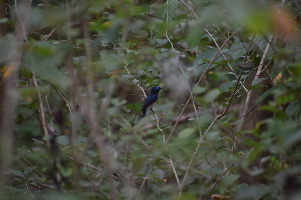 Blue-throated Flycatcher - Arjun Suresh