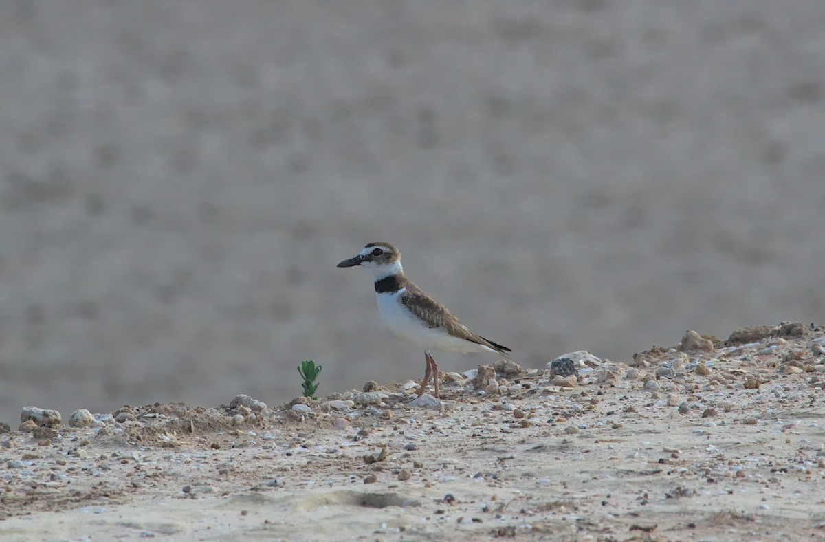 Wilson's Plover - ML577783921