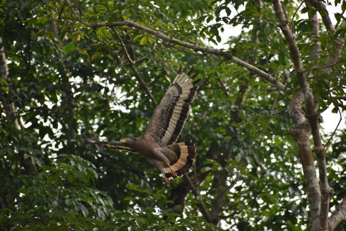 Crested Serpent-Eagle - ML577784301