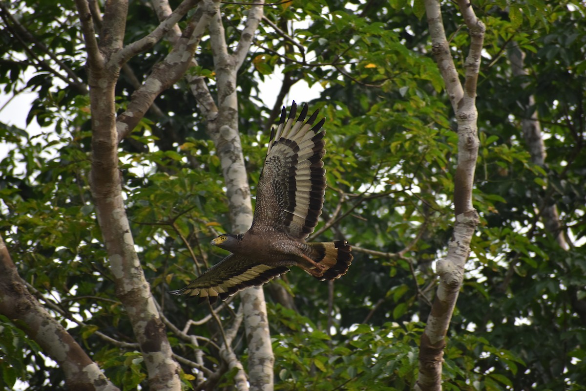 Crested Serpent-Eagle - ML577784311