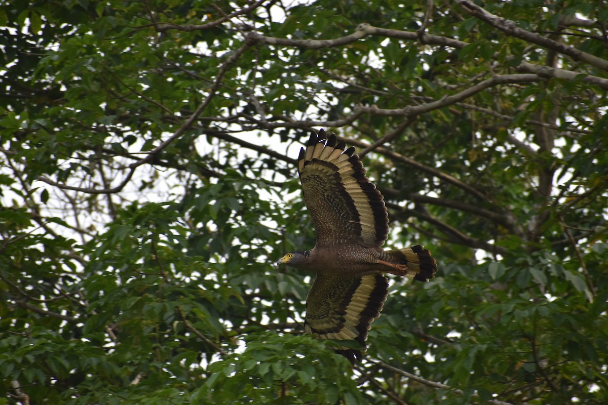 Crested Serpent-Eagle - ML577784321