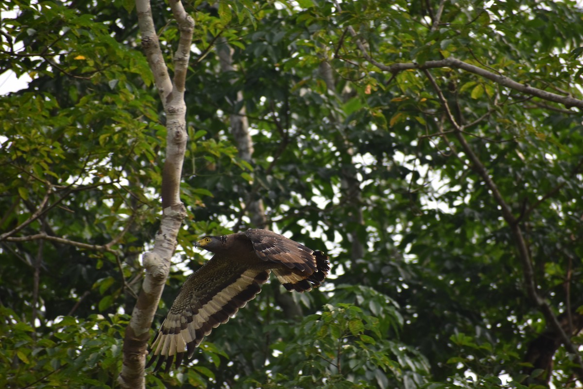Crested Serpent-Eagle - ML577784331
