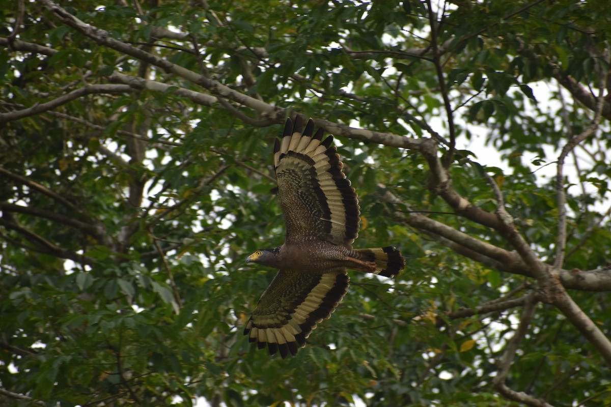 Crested Serpent-Eagle - ML577784341