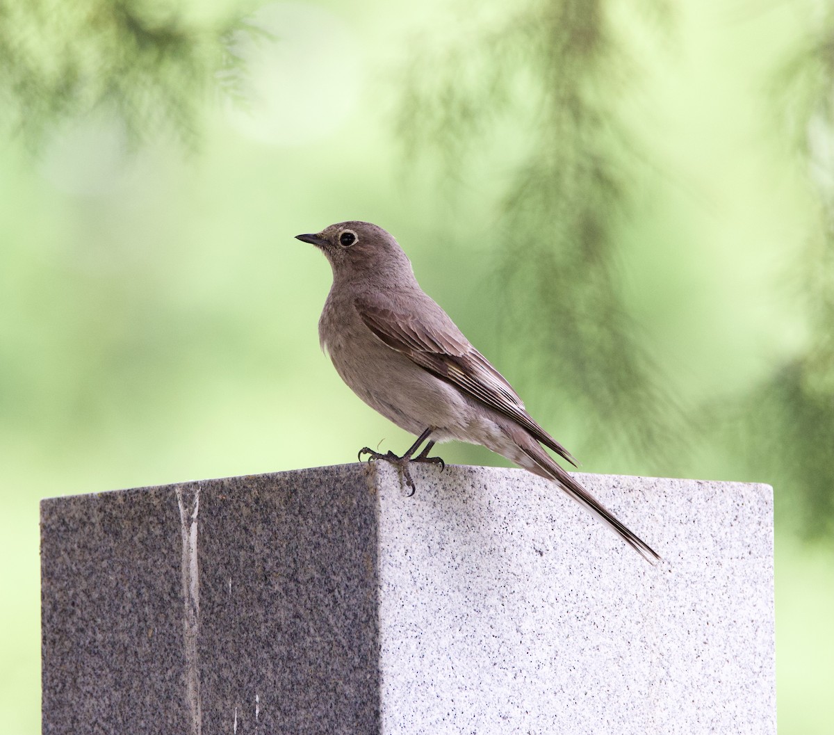 Townsend's Solitaire - ML577784811